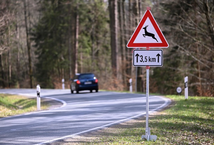 Wildunfall vermeiden: Wo Reh und Wildschwein häufig die Straße queren